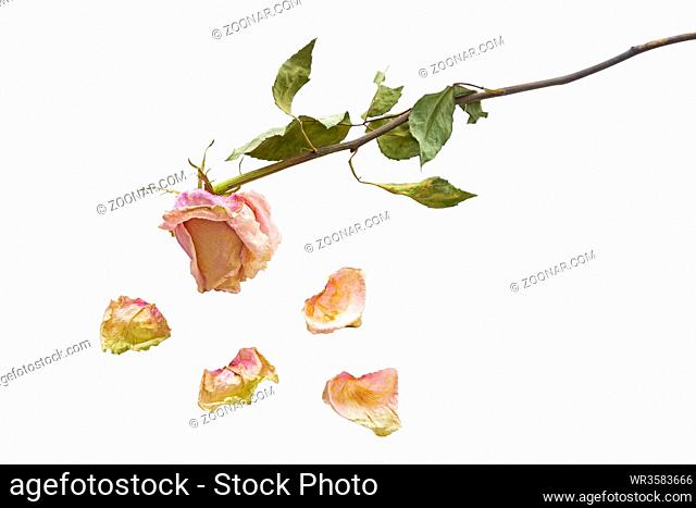 Vertrocknete Rose mit Blütenblättern auf weißem Hintergrund