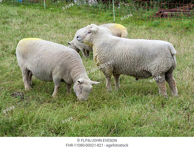 Domestic Sheep, Southdown ram and ewes, with raddle dye on chest and rumps, standing in pasture, Diss, Norfolk, England, august