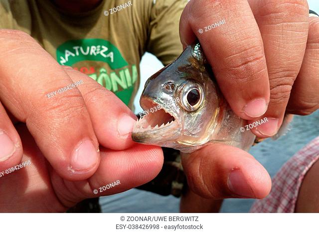 Piranha shows its sharp teeth, Rio Negro, Brazil
