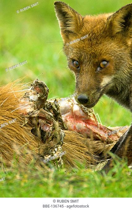 Red fox is eating from carcas of red deer hind