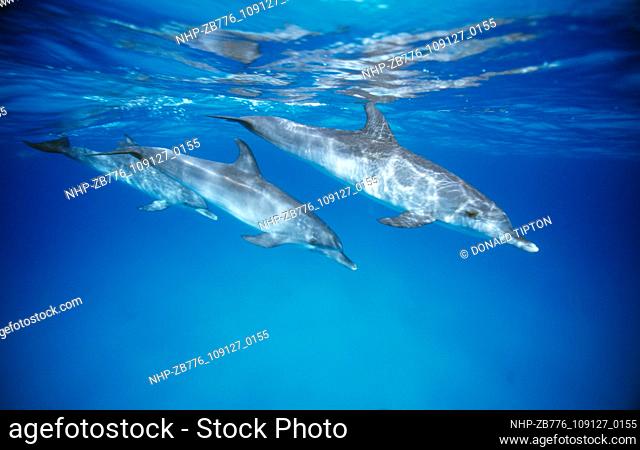 Three Atlantic Spotted Dolphins , Bahama Bank, Bahamas Date: 16/10/2003  Ref: ZB776-109127-0155  COMPULSORY CREDIT: Oceans Image/Photoshot