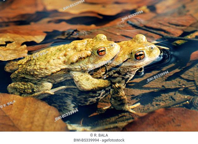 European common toad (Bufo bufo), couple, amplexus in shallow water, Germany