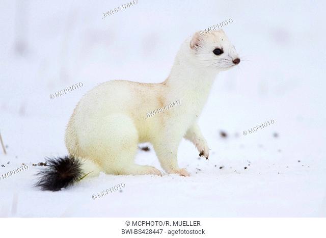 Ermine, Stoat, Short-tailed weasel (Mustela erminea), in winter coat in a snow-capped meadow, side view, Germany