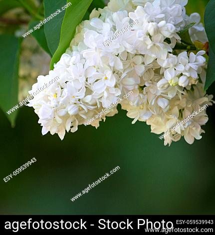 White lilac Syringa vulgaris family Oleaceae macro