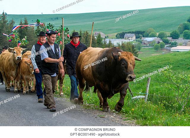 THE FARMER JEAN PHILIPPE PIGNOL'S HERD OF AUBRAC COWS DURING THE TRANSHUMANCE FESTIVAL, COL DE BONNECOMBE PASS, LOZERE (48), FRANCE