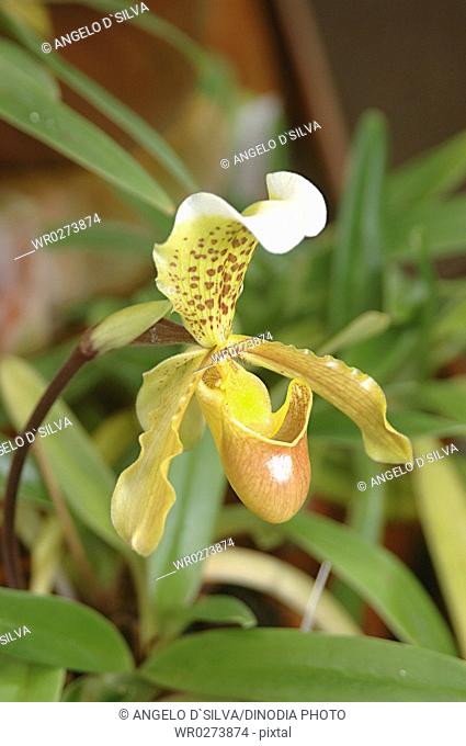 Nature , Flower , Paphiopedilum Insigne Orchid
