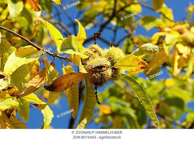 Castanea sativa, Esskastanie, Sweet chestnut, Früchte im Herbst