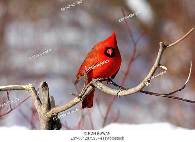Northern Cardinal cardinalis male
