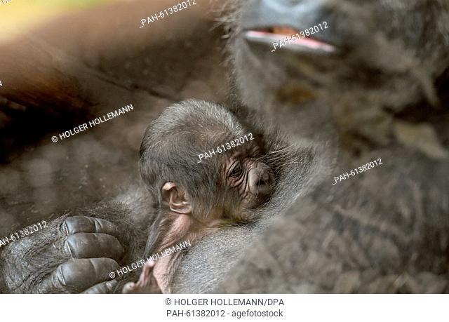 A yet to be named baby gorilla is fed by its mother Zazie at the adventure zoo in Hanover, Germany, 07 September 2015. The male baby gorilla was born on 04...