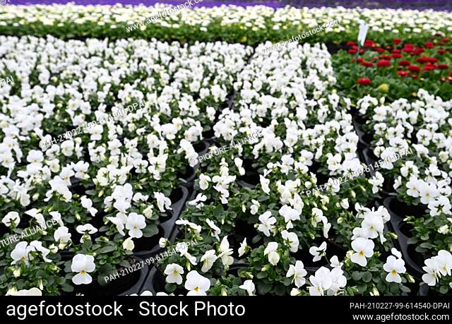 26 February 2021, Brandenburg, Potsdam: Red daisies and white pansies are growing in the park nursery for the spring planting of Sanssouci Park