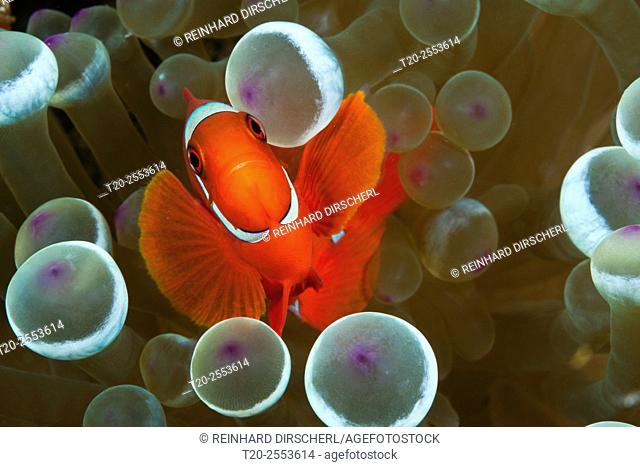 Spinecheek Clownfish, Premnas aculeatus, Komodo National Park, Indonesia