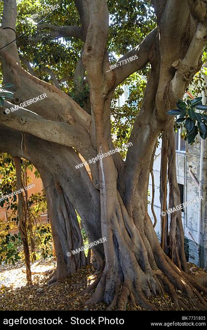 Large strangler fig, moreton bay fig (Ficus macrophylla), Giardini Regina Elena, Sanremo, San Remo, Riviera, Liguria, Italy, Europe