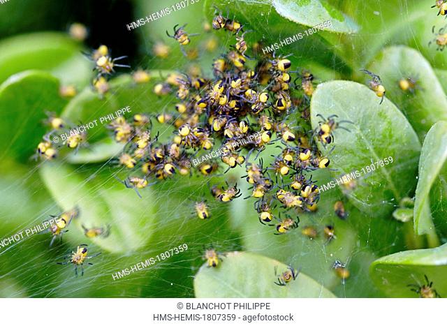 France, Morbihan, Araneae, Araneidae, European garden spider (Araneus diadematus), young spiders in the web
