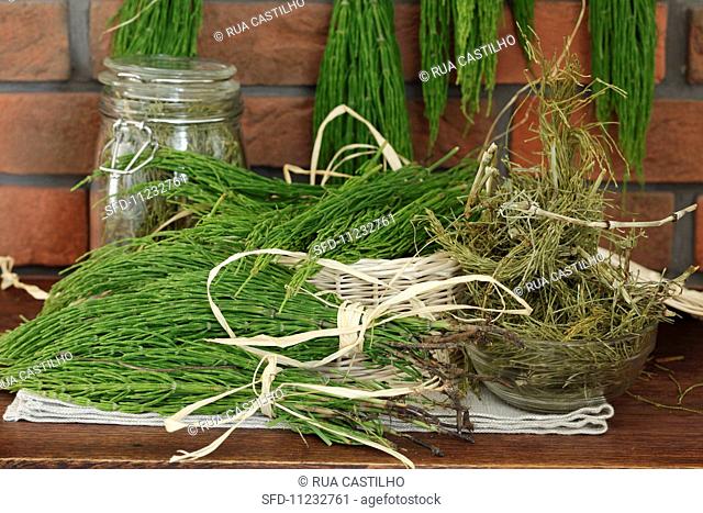 Common horsetail prepared for drying
