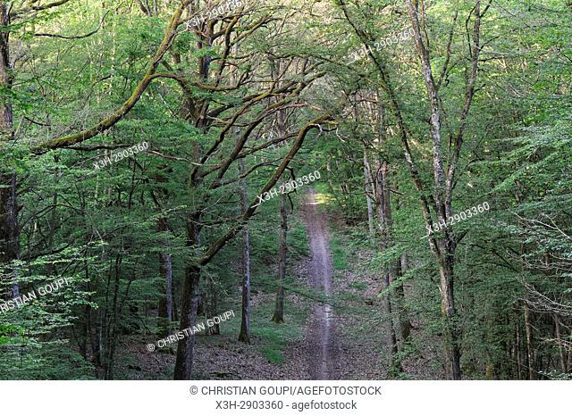 chemin borde de vieux chenes, pres de Hermeray, Foret de Rambouillet, Parc naturel regional de la Haute Vallee de Chevreuse, Departement des Yvelines