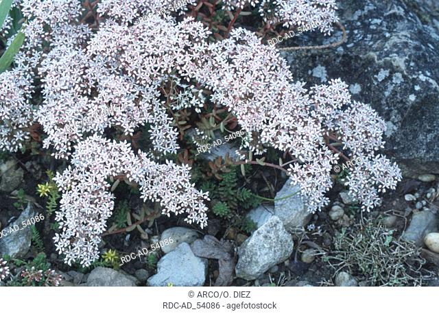 Snow-in-summer Cerastium tomentosum columnae