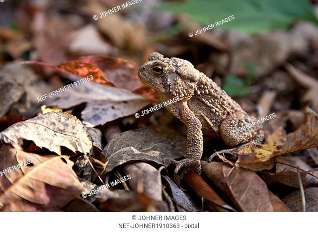 Toad on fallen leaves, Great Smoky Mountains national park, USA