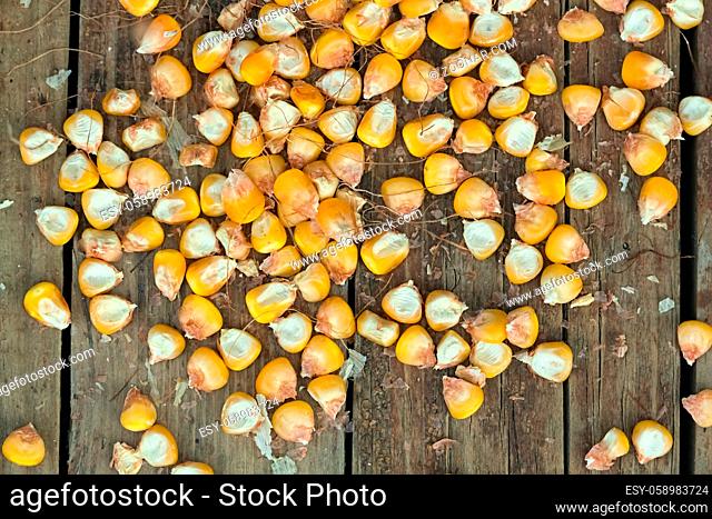 Randomly scattered ripe yellow corn on the rough wooden background. Close up image. Top view