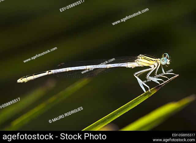 Close up view detail of a beautiful damselfly insect in the wild
