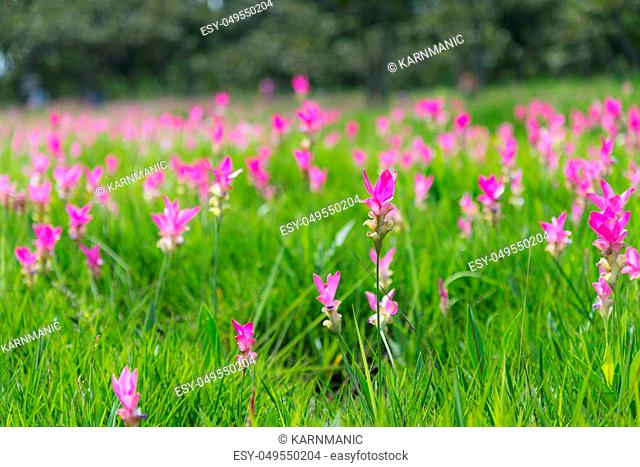Siam tulips are blooming in the field at Chaiyaphum province, Thailand