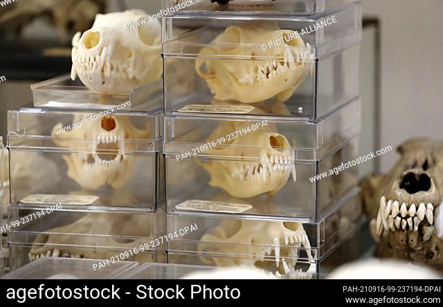 15 September 2021, Mecklenburg-Western Pomerania, Rostock: In the Historical Foam Magazine of the Zoological Collection of the University of Rostock a skull...