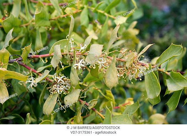 Harsh hakea (Hakea protrata) is a shrub native to southwest Australia