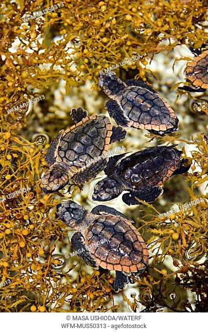 loggerhead turtle hatchlings taking refuge among sargassum weed, Caretta caretta, Sargassum natans, Marinelife Center, Juno Beach, Florida, USA