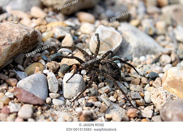 Dark Fishing Spider Dolomedes tenebrosus