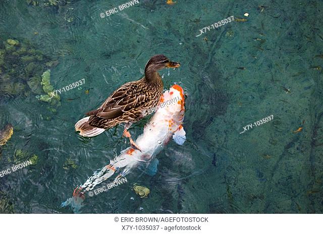A duck swims atop a fish in a pond