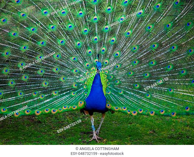 Male peacock displaying its tail feathers in spring