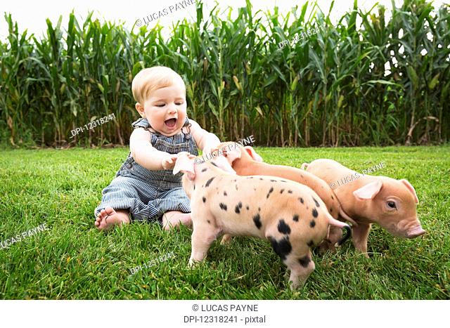 Infant boy playing with young pigs on a farm in Northeast Iowa; Iowa, United States of America