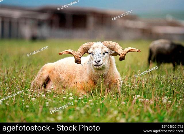 Sheep with twisted horns, Traditional Slovak breed - Original Valaska resting in spring meadow grass, eyes half closed