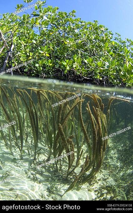 Split-level of long blades of seagrass in shallow water reaching the surface, and mangrove trees above, Taliabu Island, Sula Islands, Indonesia