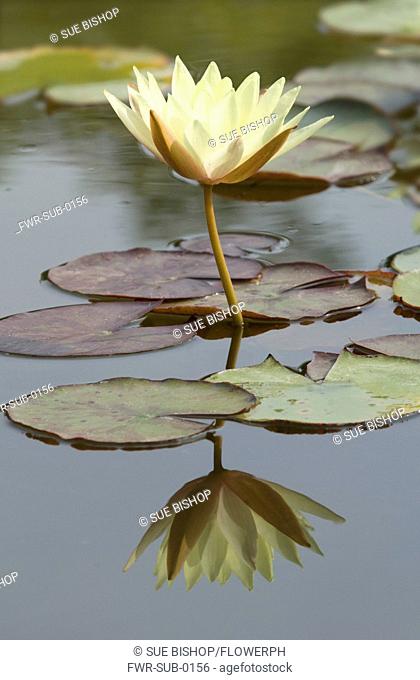 Nymphaea odorata 'Sulphurea Grandiflora', Water lily