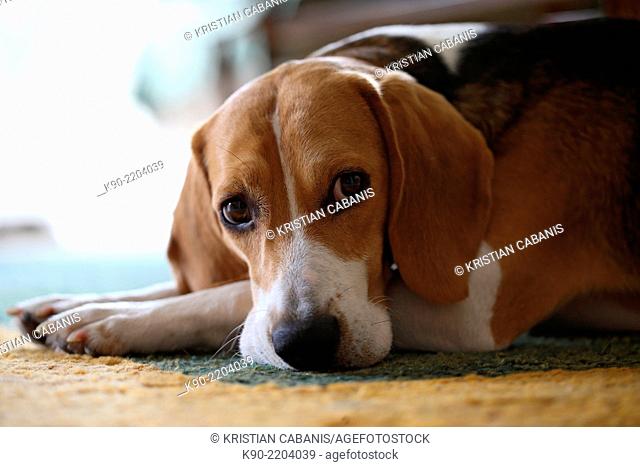 Head shot of tricolor Beagle laying on the floor, Berlin, Germany, Europe