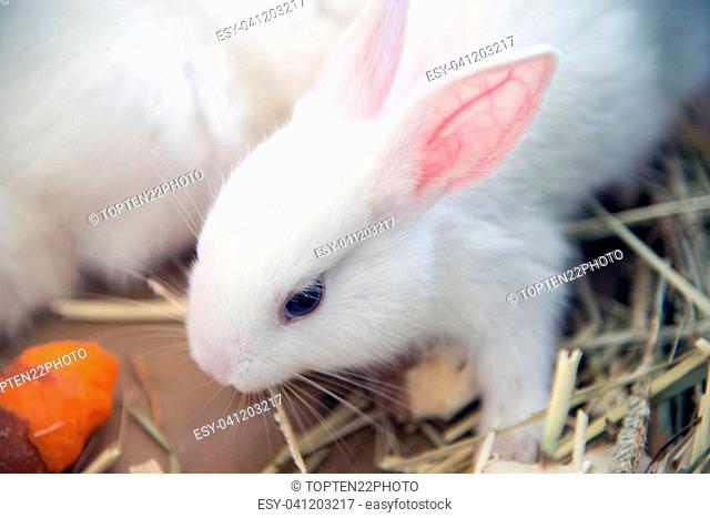 White rabbit. Albino laboratory animal of the domestic rabbit (Oryctolagus cuniculus)