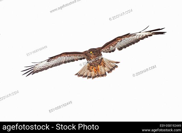 Common buzzard, buteo buteo, flying isolated on white background. Wild bird of prey with brown plumage hovering with wings spread wide from front view