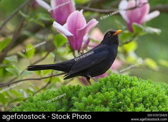Male Blackbird (Turdus merula)