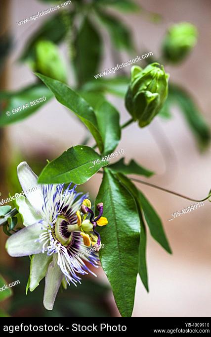 Passiflora caerulea, the blue passionflower, bluecrown passionflower or passion flower, is a species of flowering plant native to South America