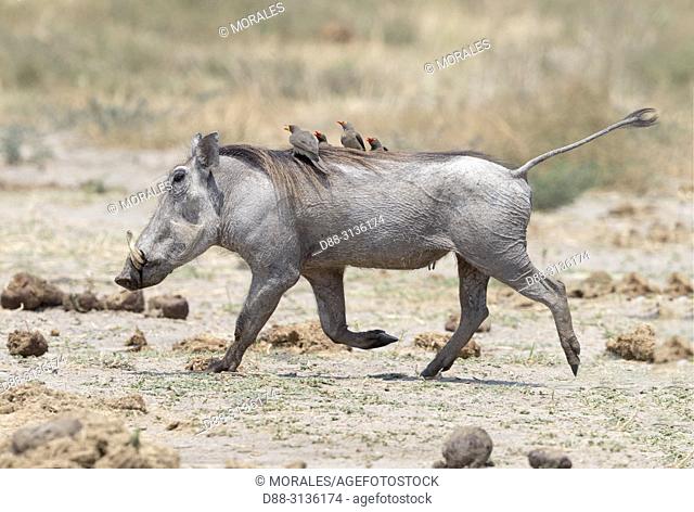 Africa, Southern Africa, Bostwana, Savuti National Park, Warthog (Phacochoerus africanus), with Red-billed oxpecker (Buphagus erythrorhynchus) on his back