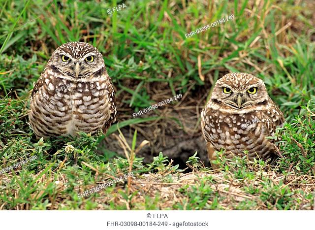 Burrowing Owl Speotyto cunicularia adult pair at nesting burrow entrance, Cape Coral, Florida, U S A