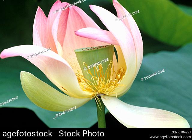 Lotosblume, Lotusblumen, Indische, Lotus nucifera, heilige Blume, essbar, Wasserpflanzen