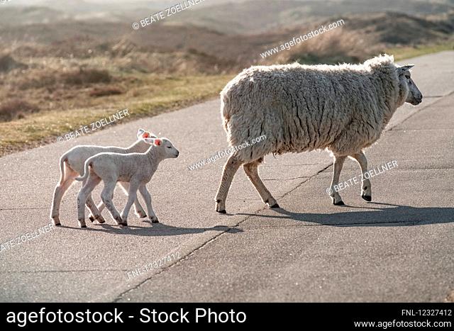 Ewe with two lambs, Sylt, Schleswig-Holstein, Germany, Europe