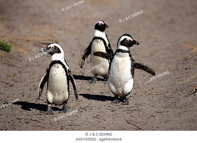 Jackass Penguin, Spheniscus demersus, Betty's Bay, South Africa, Africa, group of adults walking on beach