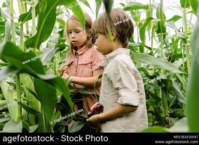 Curious siblings looking at crop in corn field
