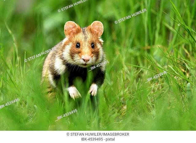 European hamster (Cricetus cricetus) standing erect in meadow, Austria