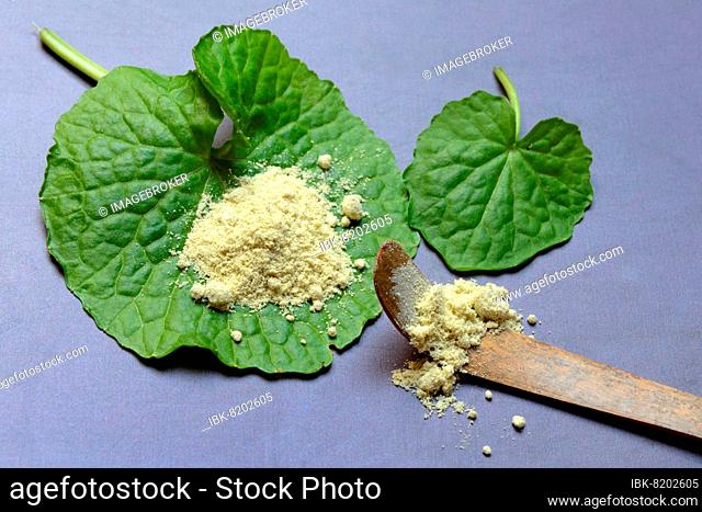 Wasabi (Wasabia japonica) and wasabi powder, wasabi