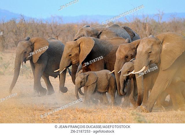 African elephants, (Loxodonta africana), running, Kruger National Park, South Africa, Africa