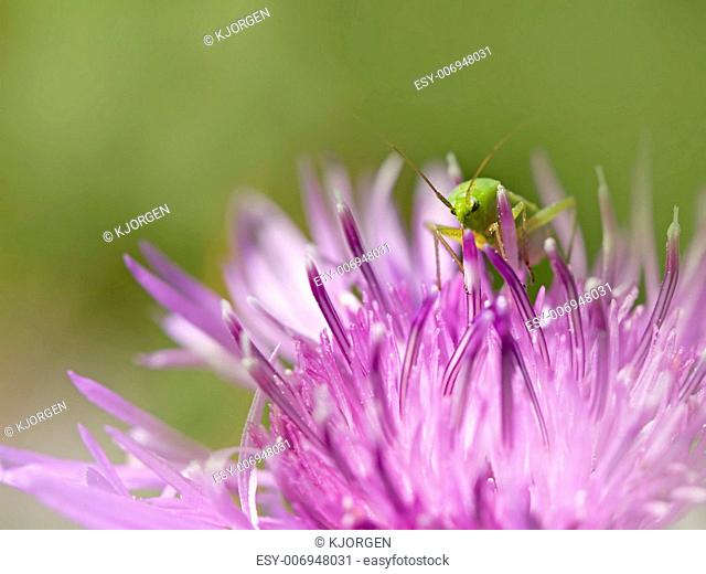 Close-up of Bush-Cricket on Brown Ray Knapweed