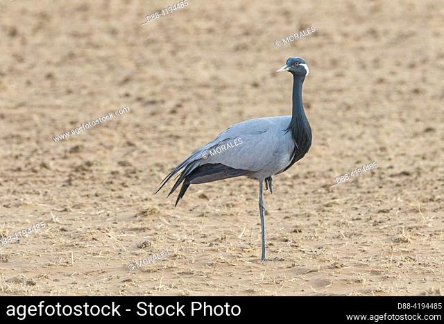Asia, Mongolia, Central part, Steppe transformed into crops, Steppe, Demoiselle Crane or Numidian Demoiselle (Grus virgo), nesting in unploughed parts